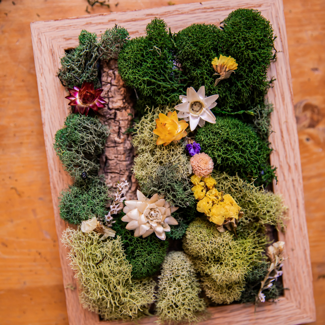 DIY Moss Art Kit