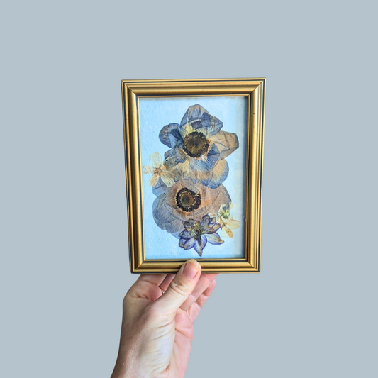 Pressed Anemones 