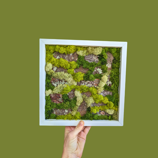 Preserved Reindeer Moss Tree Growth